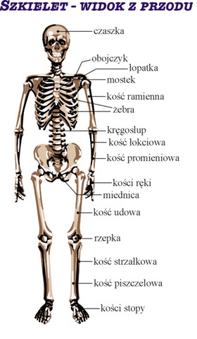 szkielet czowieka